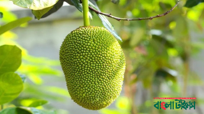 Three killed, 30 injured in a clash over jackfruit auction